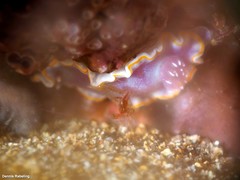 Felimida purpurea