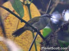 Arremonops conirostris