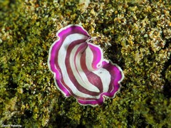 Prostheceraeus roseus