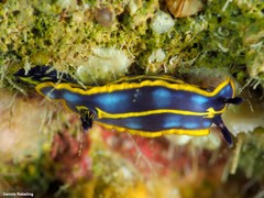 Felimare fontandraui