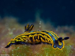 Felimare fontandraui