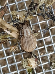 Philopedon plagiatum