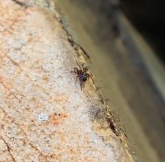 Theridiidae