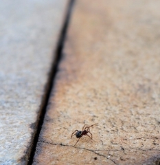 Theridiidae