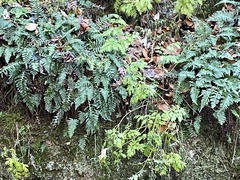 Lamprocapnos spectabilis