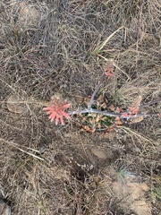 Aloe greatheadii