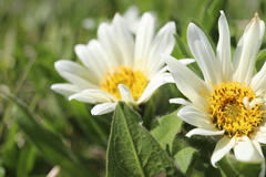 Wyethia helianthoides