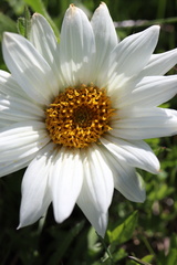 Wyethia helianthoides
