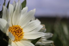 Wyethia helianthoides