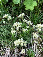 Micranthes hitchcockiana