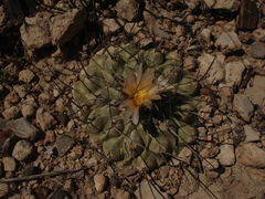 Thelocactus rinconensis rinconensis