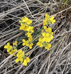 Physaria arenosa