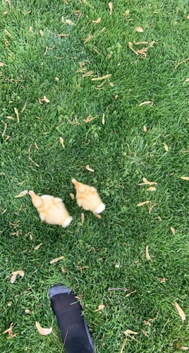 photo of Ducks, Geese, And Swans (Anatidae)