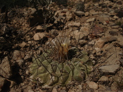 Thelocactus rinconensis rinconensis