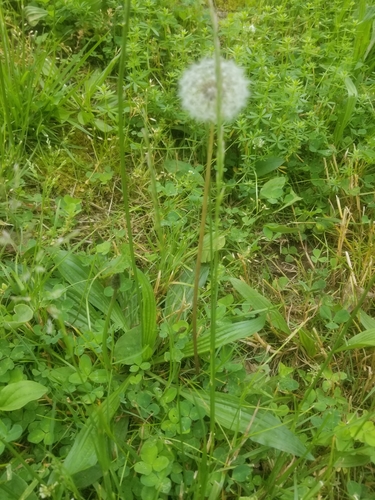 photo of Dandelions (Taraxacum)