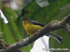 Myioborus melanocephalus
