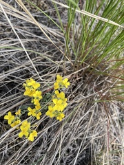 Physaria arenosa