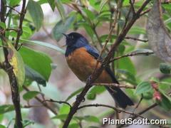 Conirostrum sitticolor