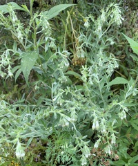 Lithospermum parviflorum