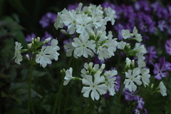 Primula sieboldii