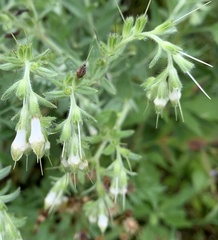 Lithospermum parviflorum