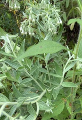Lithospermum parviflorum
