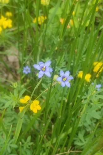 photo of Narrow-leaved Blue-eyed Grass (Sisyrinchium angustifolium)