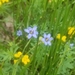 photo of Narrow-leaved Blue-eyed Grass (Sisyrinchium angustifolium)