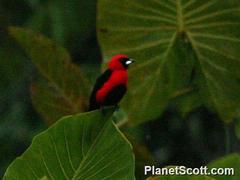 Ramphocelus nigrogularis