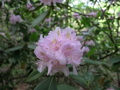 Rhododendron minus