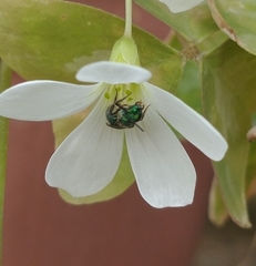 Augochlorini