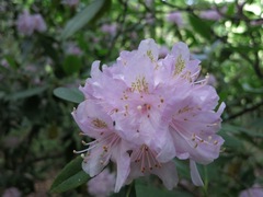 Rhododendron minus