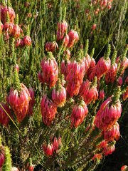 Erica coccinea