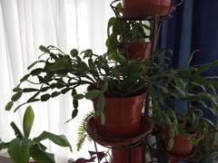 Rhipsalidopsis gaertneri