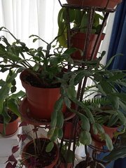 Rhipsalidopsis gaertneri