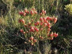 Erica coccinea