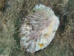 Ostrea stentina