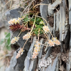 Sesamoides interrupta
