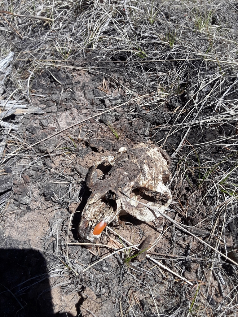 American Beaver from South Branch Township, MI, USA on May 17, 2021 at