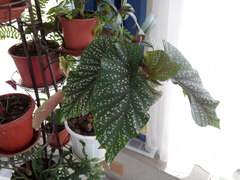 Begonia lucerna