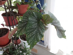 Begonia lucerna