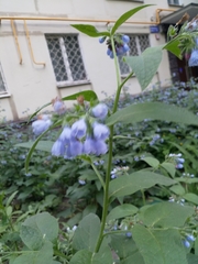 Symphytum caucasicum