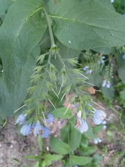 Symphytum caucasicum