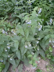 Symphytum caucasicum