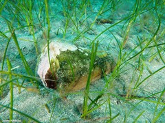 Conus canariensis