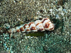 Turritella turbona