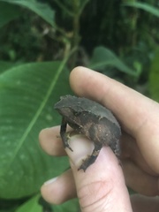 Rhinella festae
