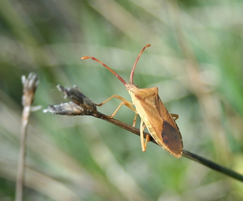 Box Bug, photo 10 of 10