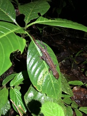 Gelanesaurus flavogularis