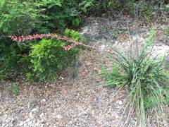 Hesperaloe parviflora